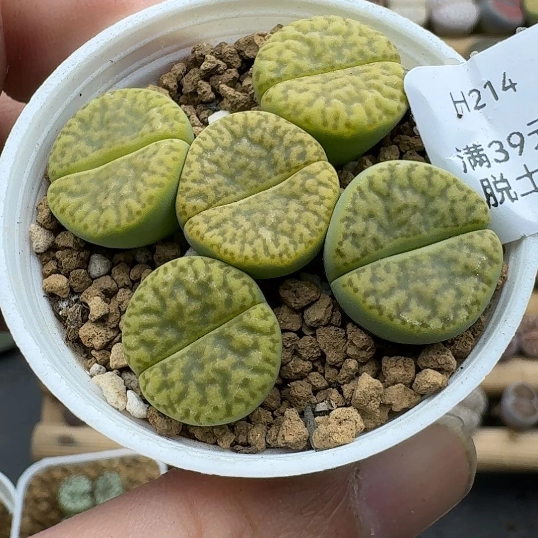 214多肉哈哈哈哈哈哈哈哈