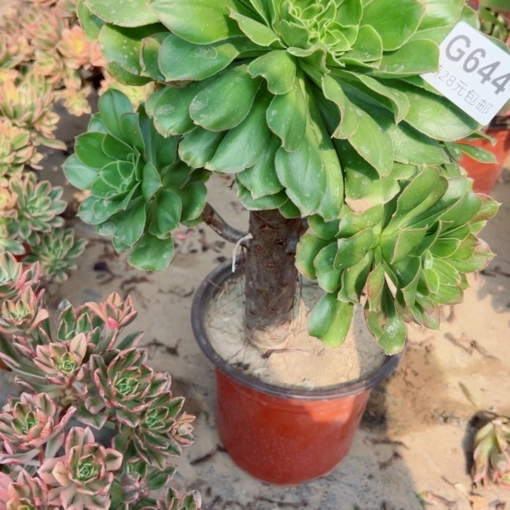 644军美丽多肉汁的