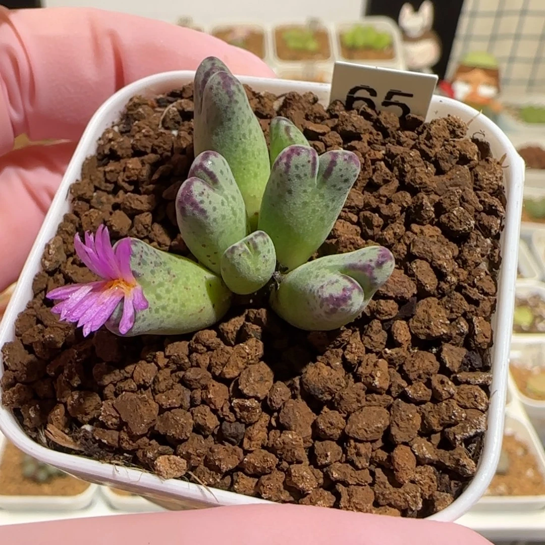 肉锥多肉植物组合-杂交斑马636