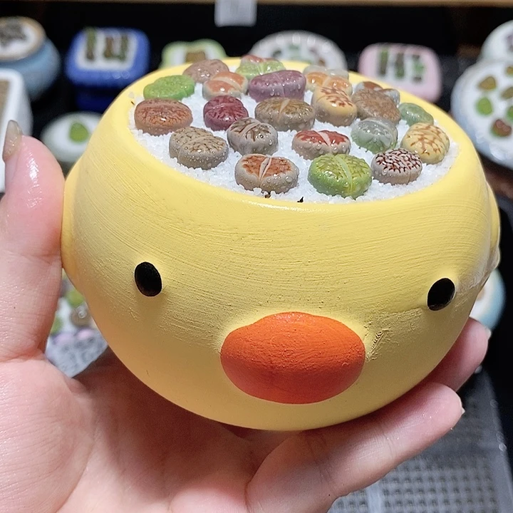 精美盆栽 一物一拍1593