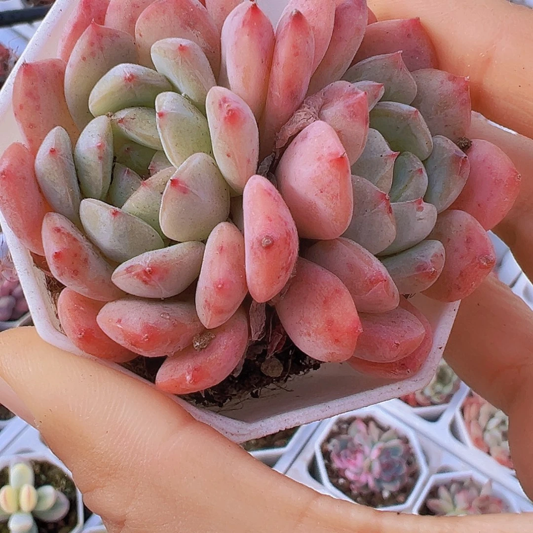 双头包子冰魄19包邮