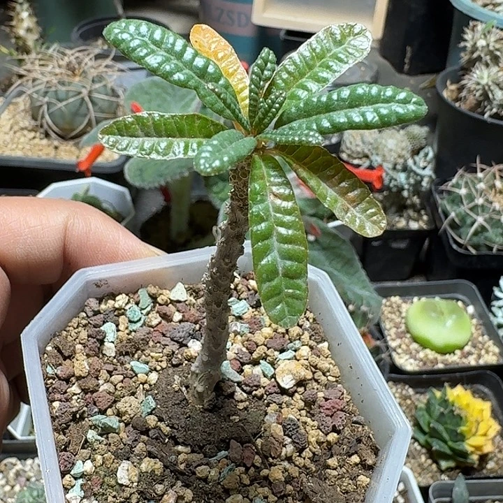 428泡泡叶巨琉桑带盆发货