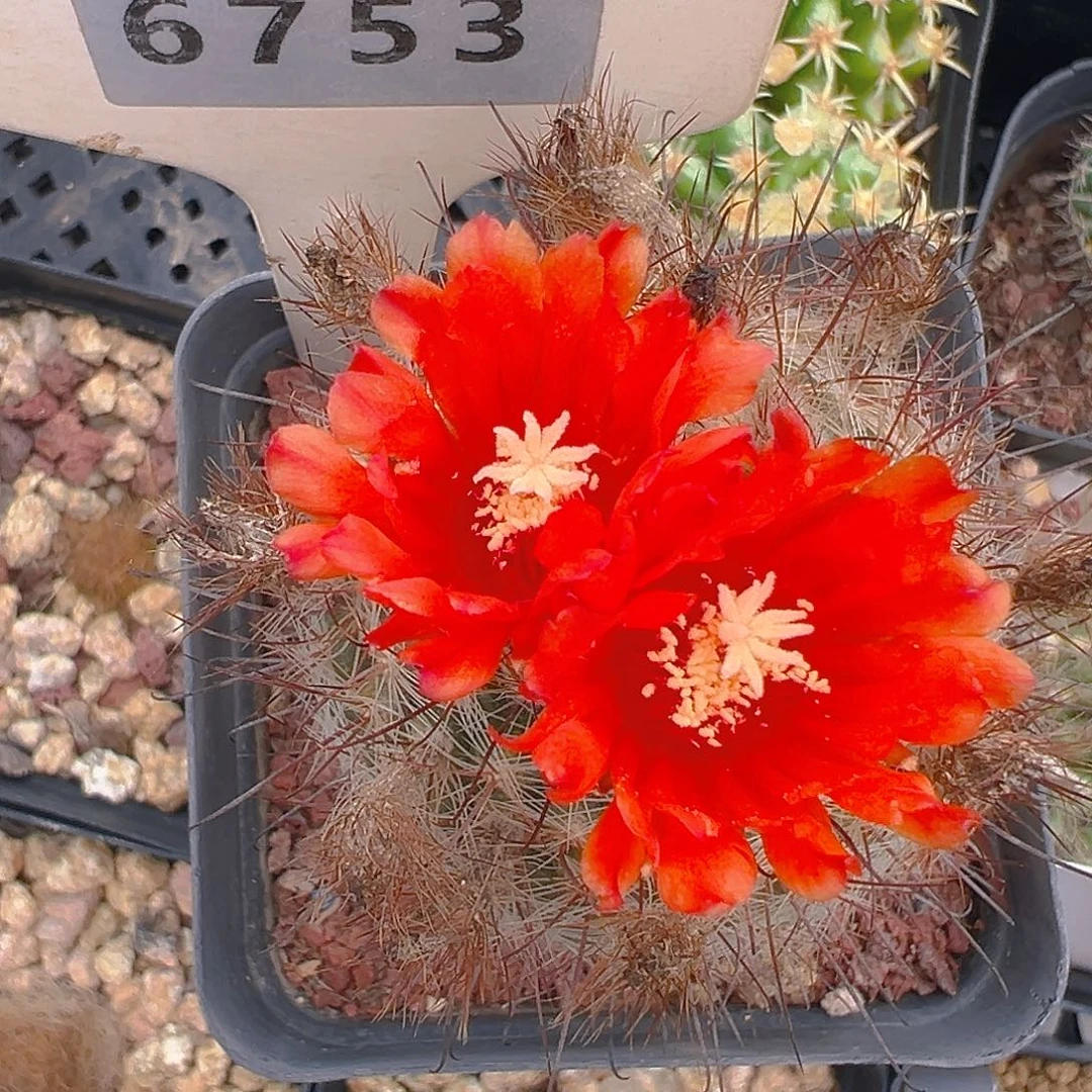 6753.红花绯秀玉实生裸根发货