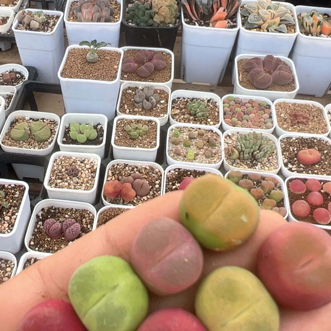 鲸*鱼36多肉植物百科知识