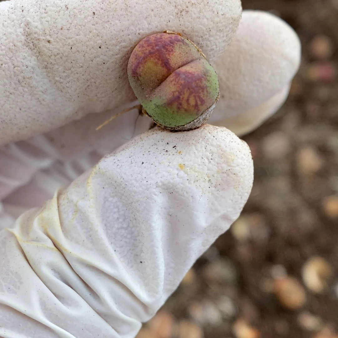 多肉植物肉锥杂交K-6162