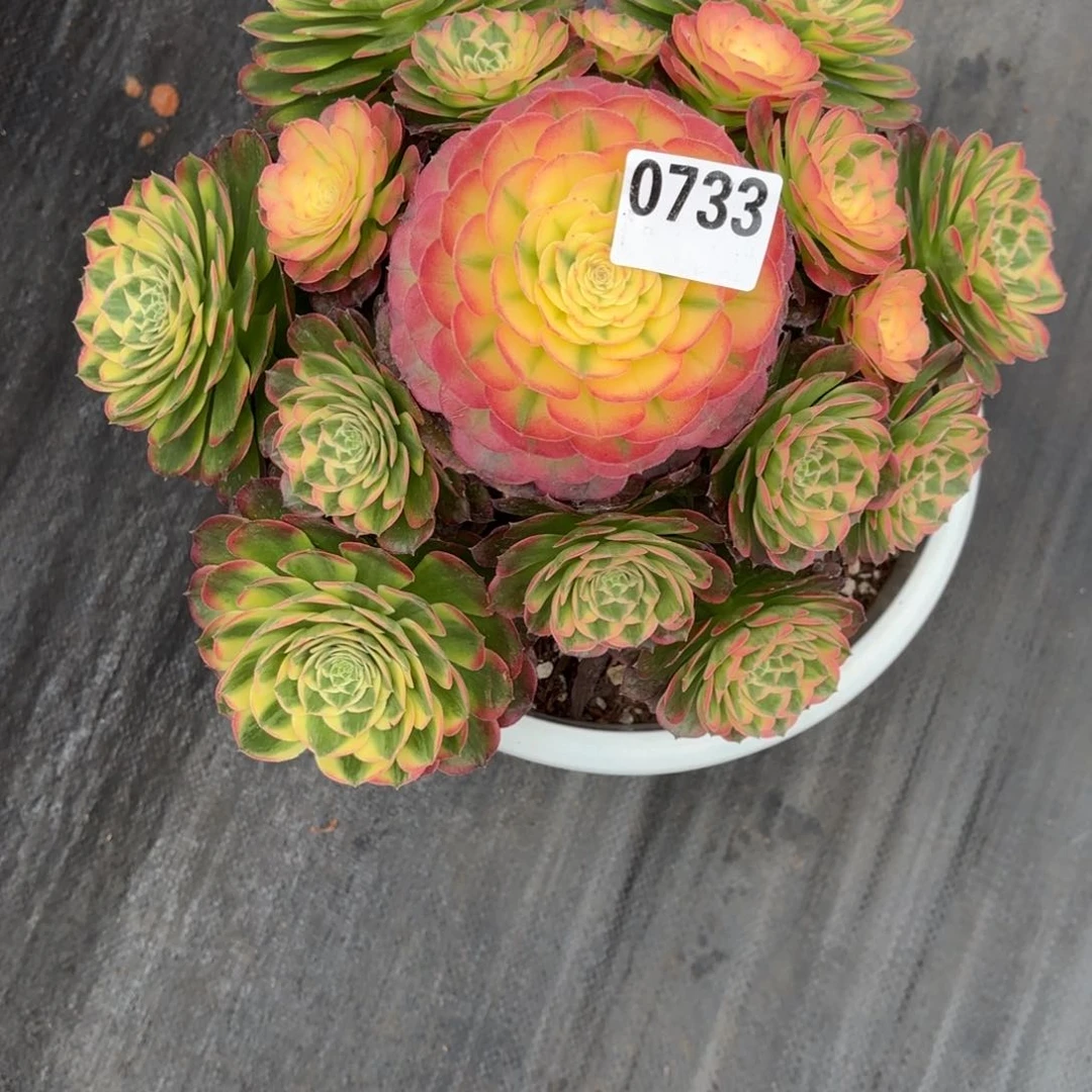 用****8海王0733发货，