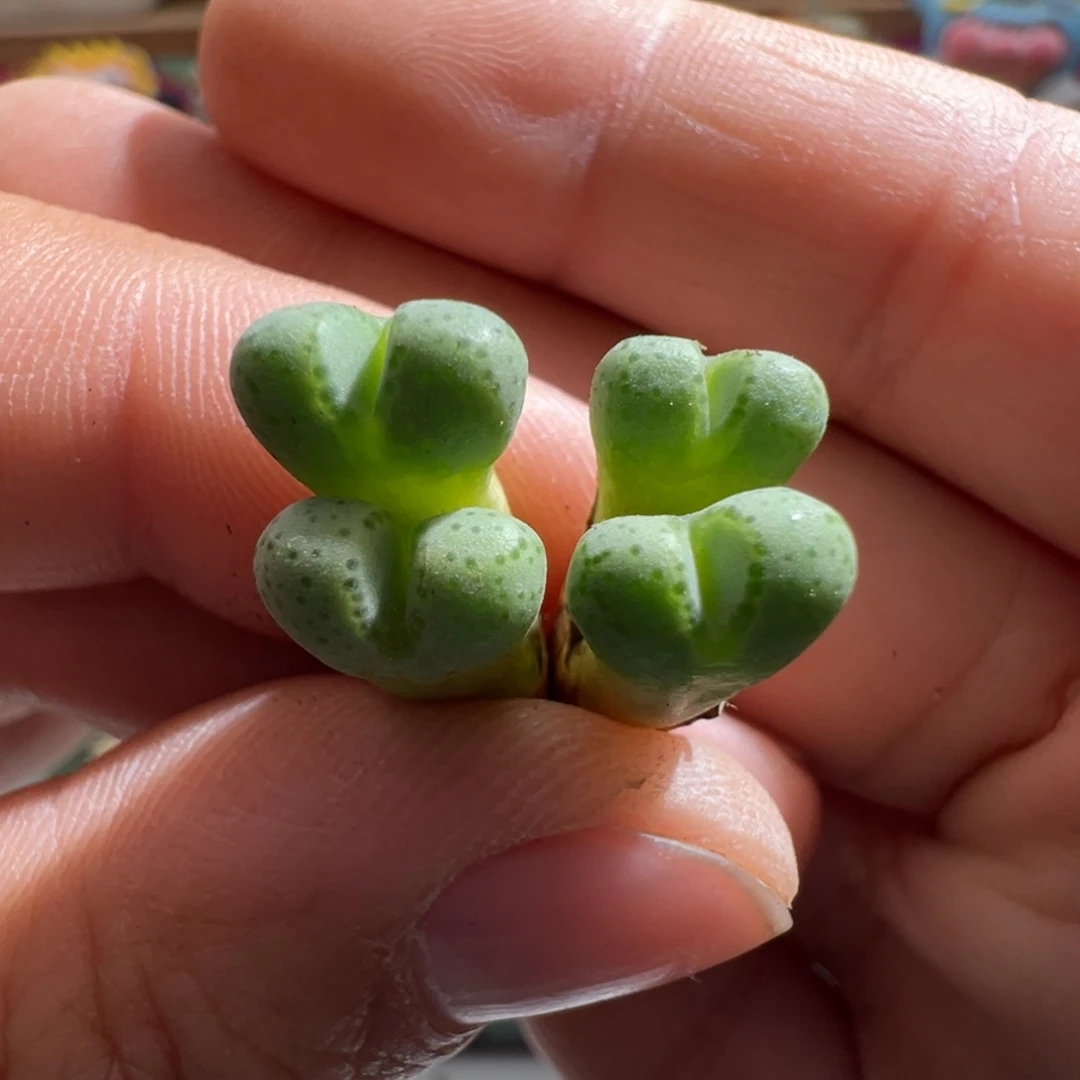 849。青蛙种源原始斑马