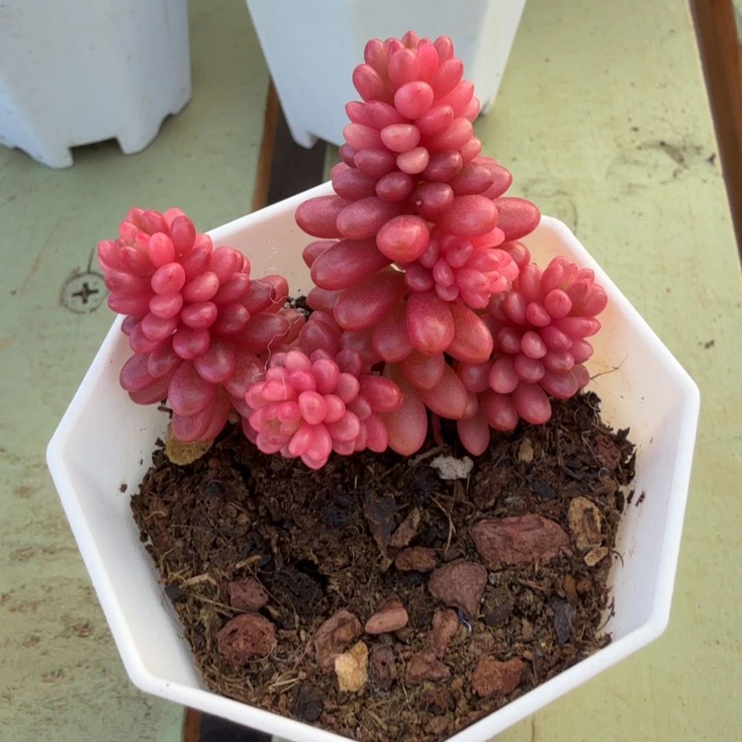 红浆果锦锦上园艺一物一拍