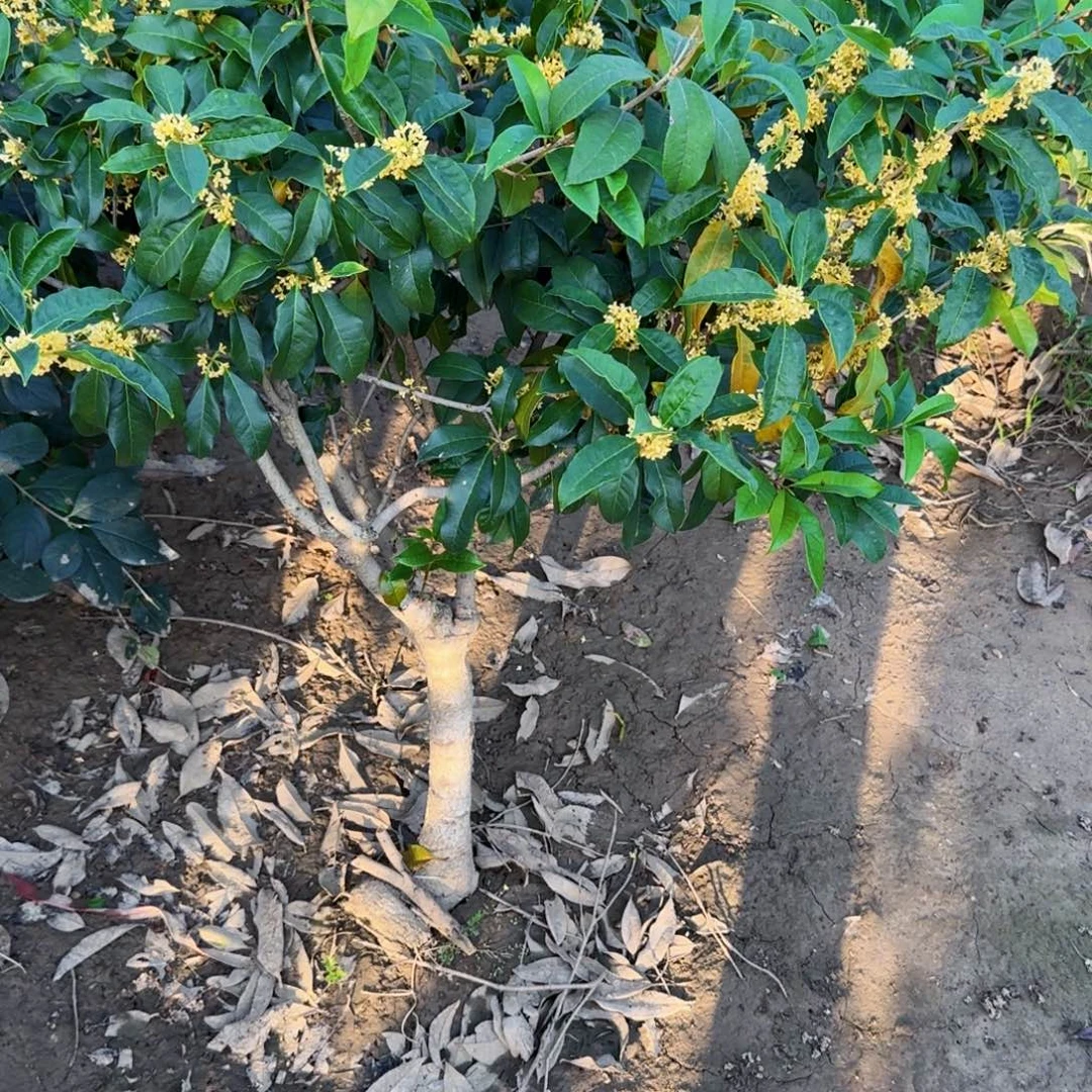 可***贝无花朵桂花。八月桂系列