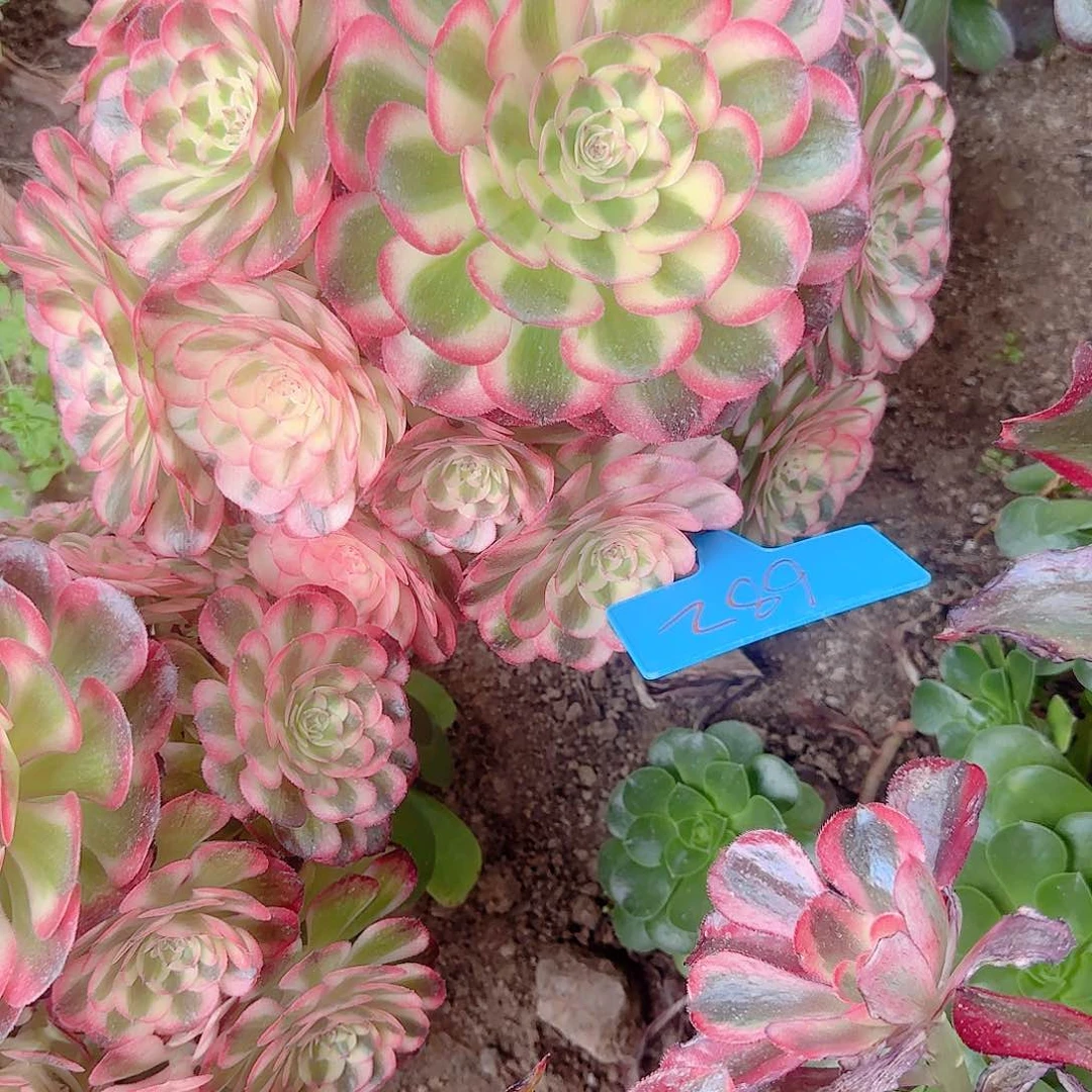 芬****682红楼梦寄养哦哦，