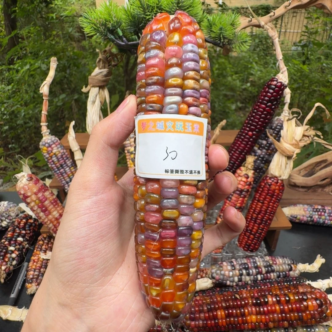 5***.大叶紫檀（黑酸枝木类）