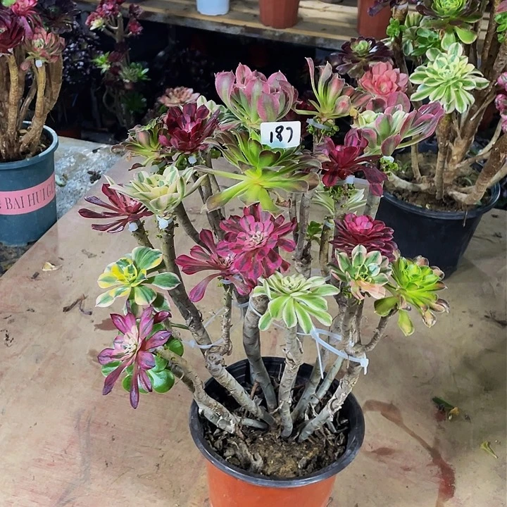 小*婆架接法师一个187号