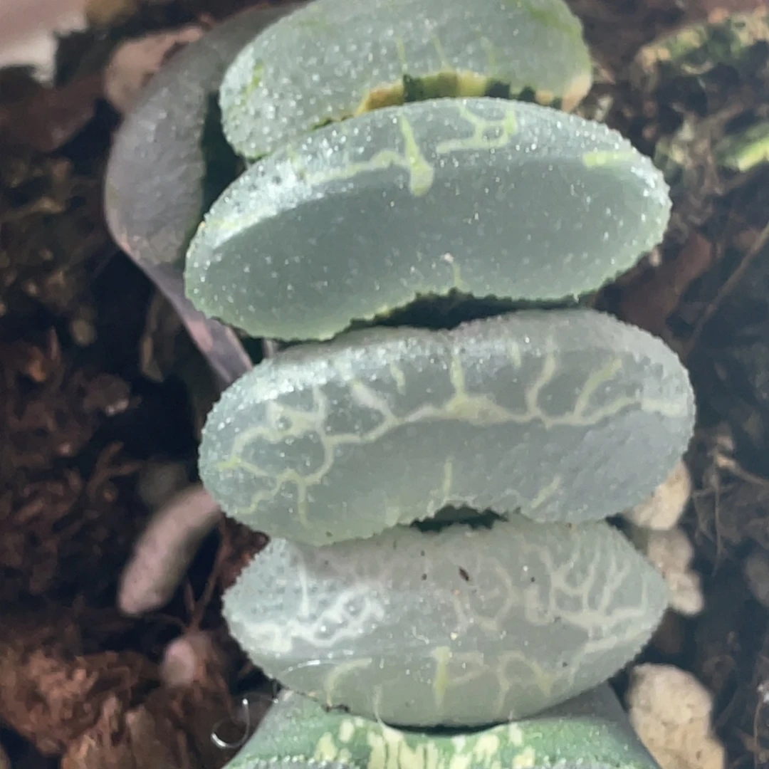 佛*终极兰玉扇锦多肉
