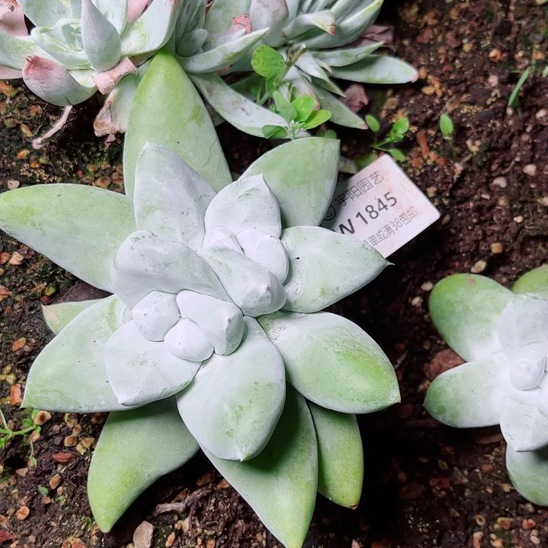 布***猫1845寄养赠送啊啊啊啊