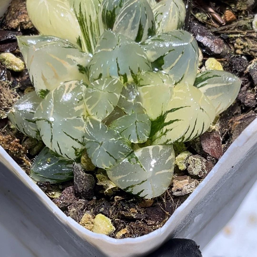 恭喜发财大吉大利5206