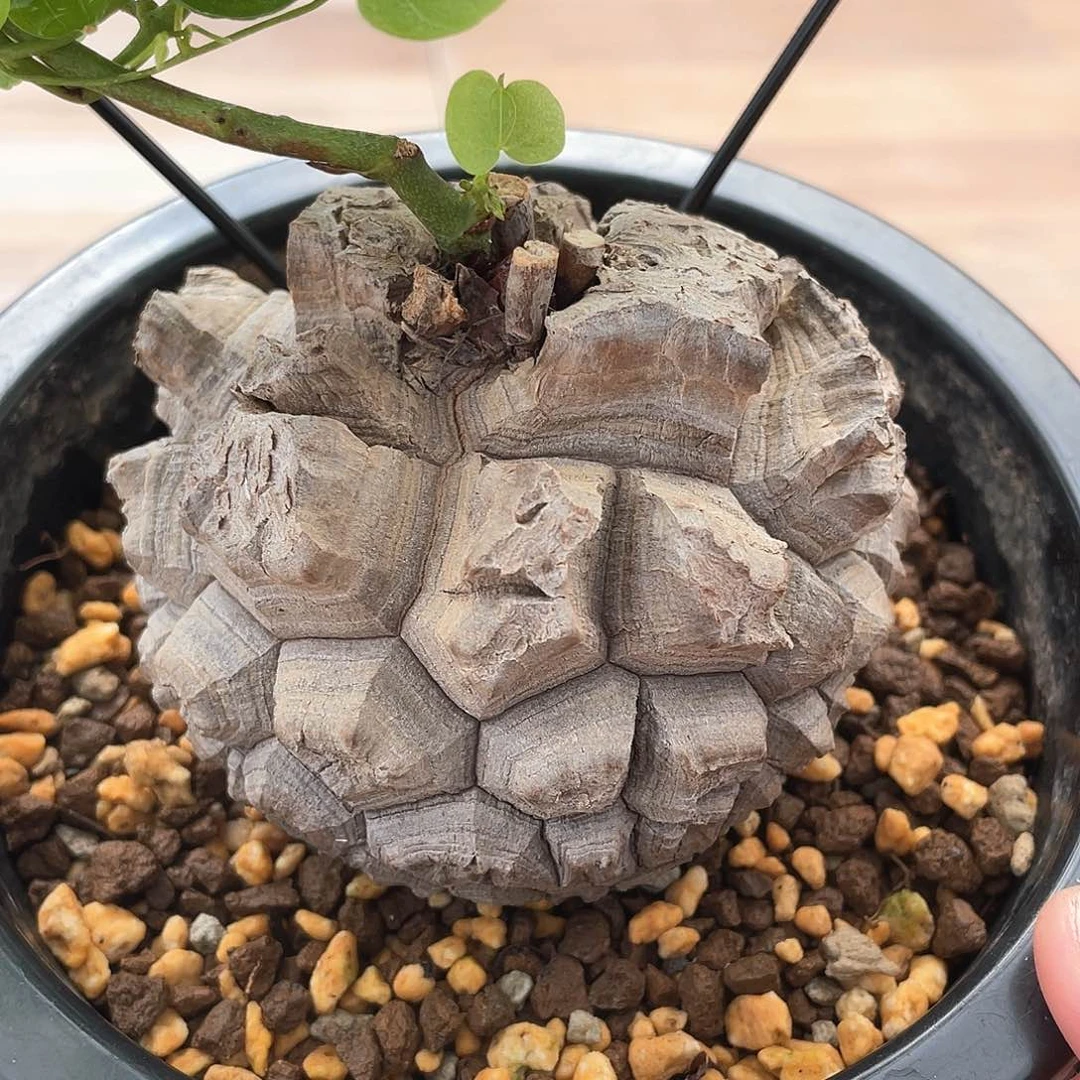 2号日系剑甲龟甲龙8.5公分