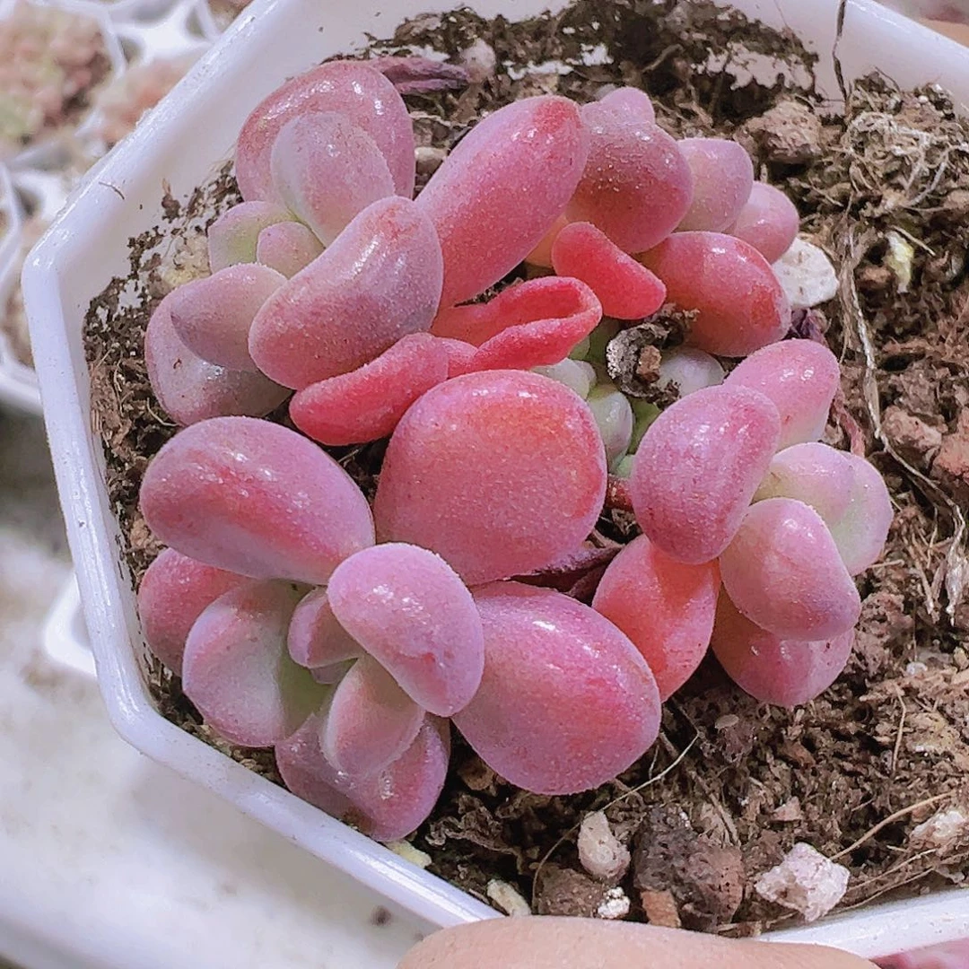 香芋奶19包邮多肉