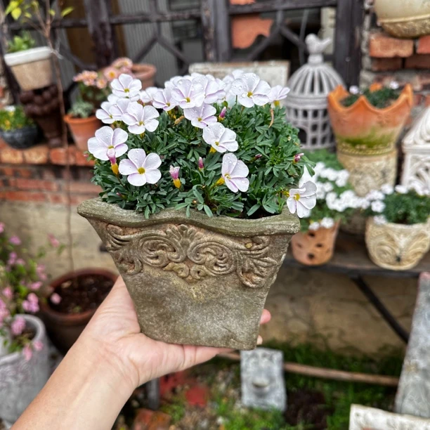 【南乔花园】手工做旧方陶盆复古绿雕花草花红陶盆