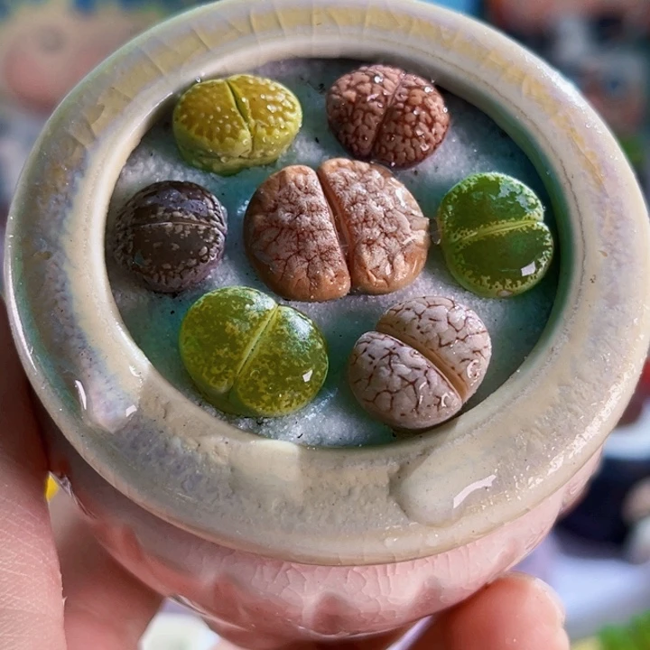 033生石花组合连盆带土包邮