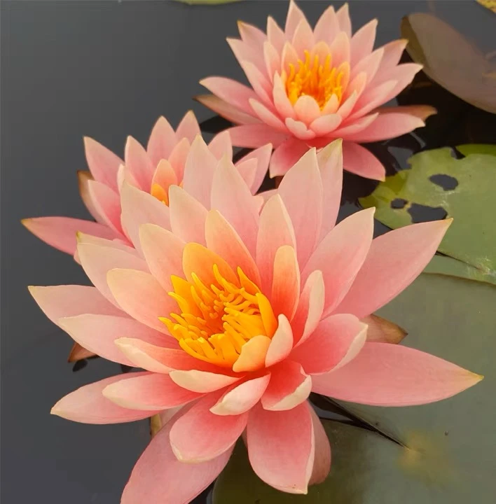 睡莲科罗拉多耐寒丰花水缸盆池塘阳台水池观赏水生植物