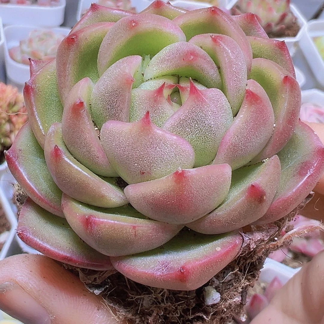 冰宝龙19包邮多肉植物