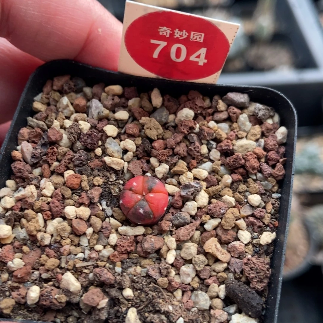 实生五棱红兜锦0.9cm