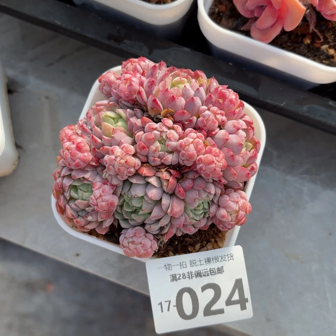 羊脂球多肉多肉多肉