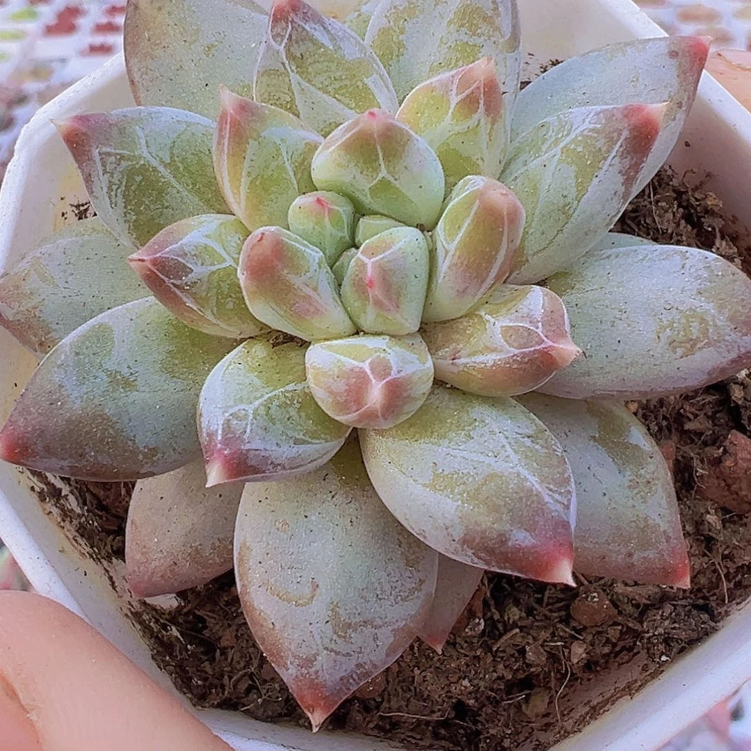 单头幻影美人19包邮多肉植物