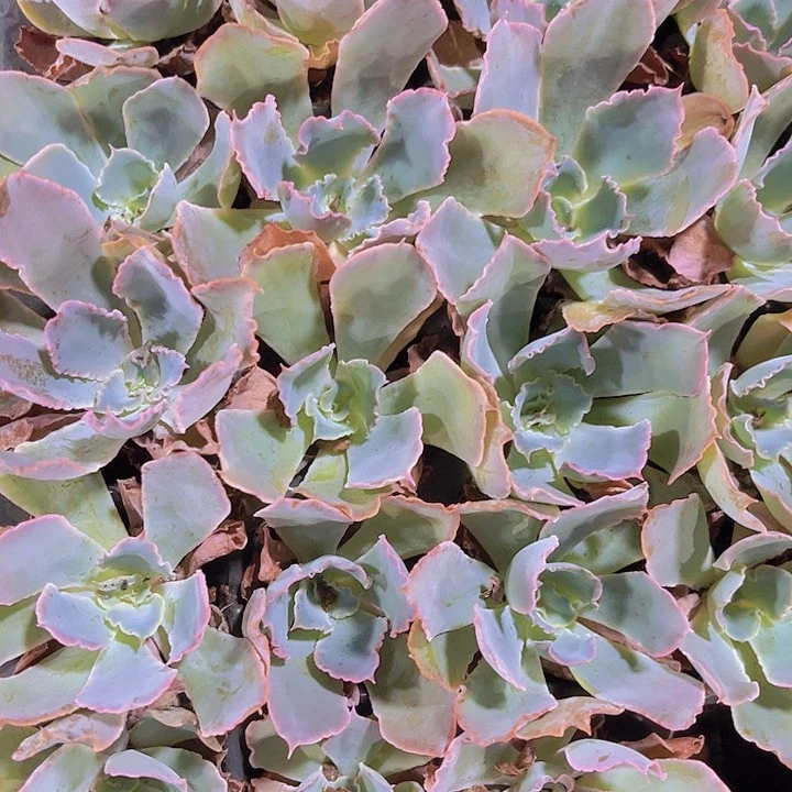 精品晚霞之舞多肉植物