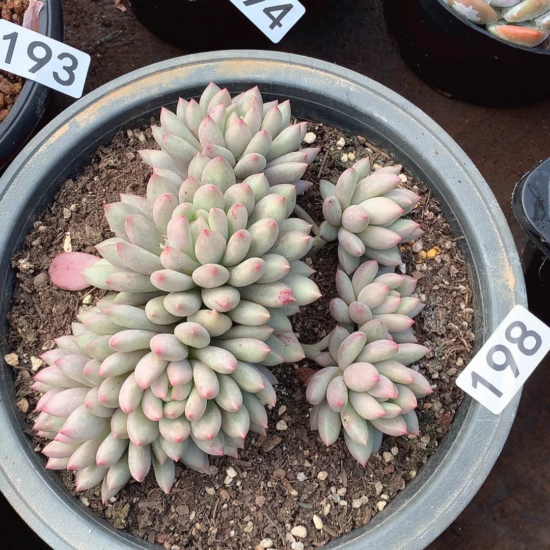 198美人一物一拍多肉