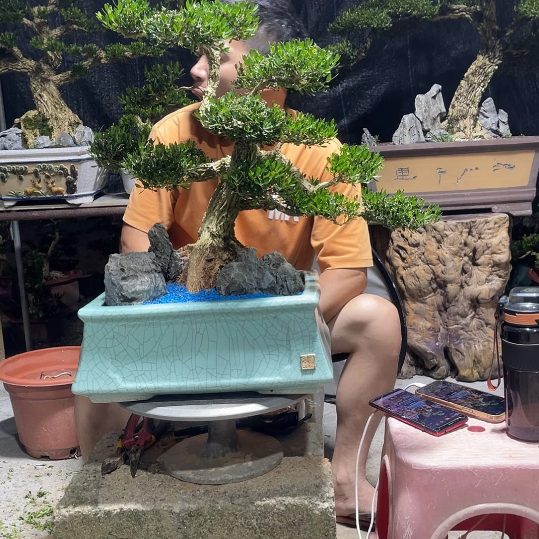 当前无花栽培后可以开花