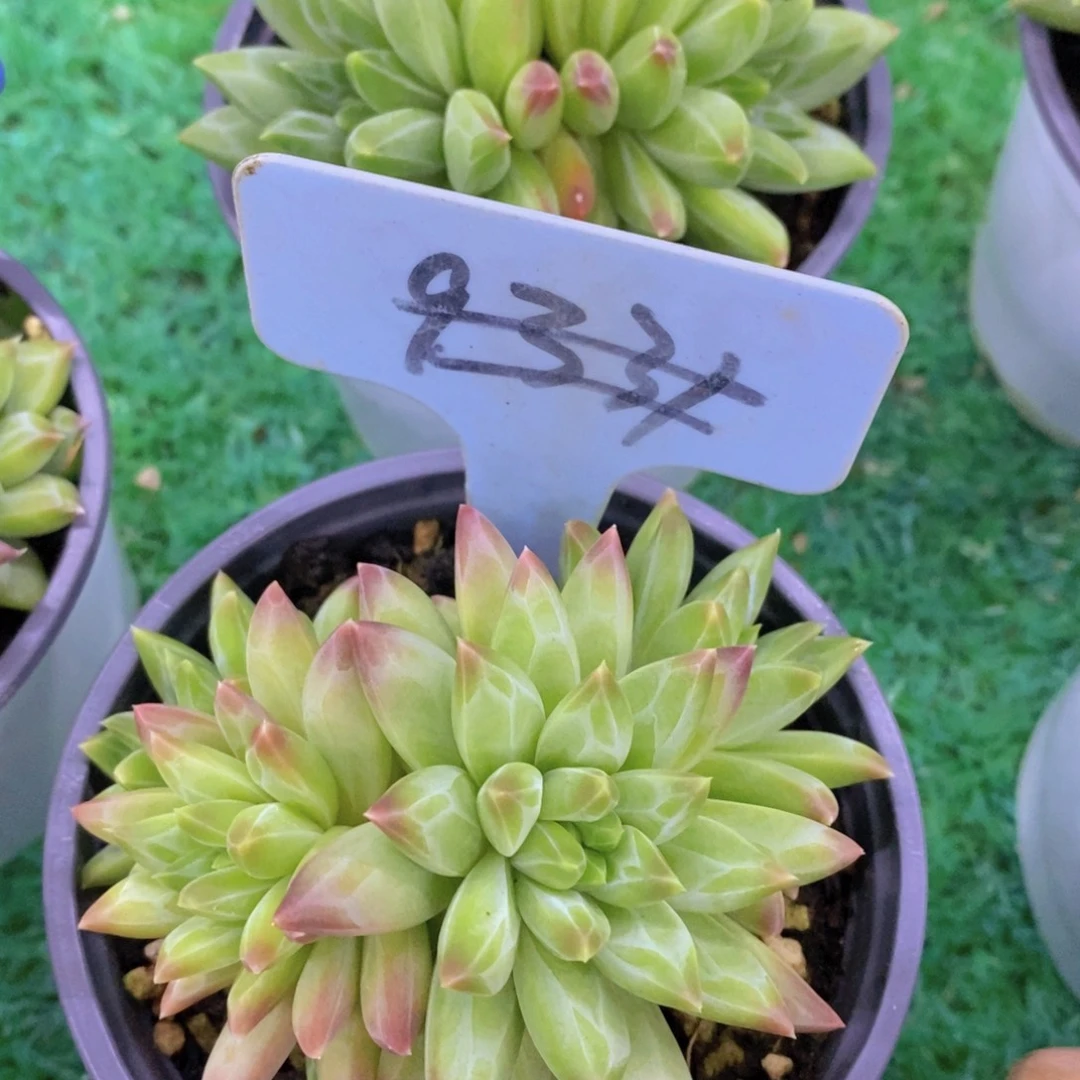 每天100颗，第3场开始