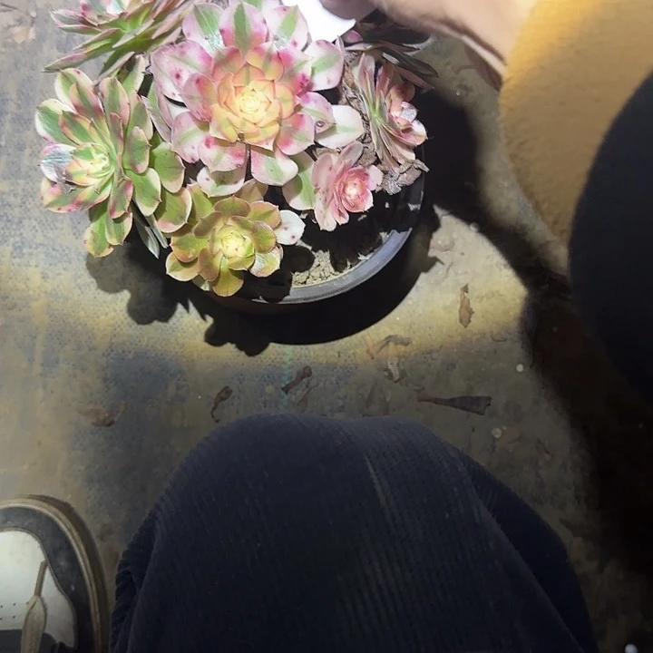 一物一拍不包损752