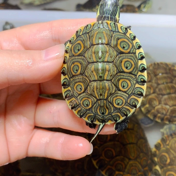 宠物龟母5加金边大河