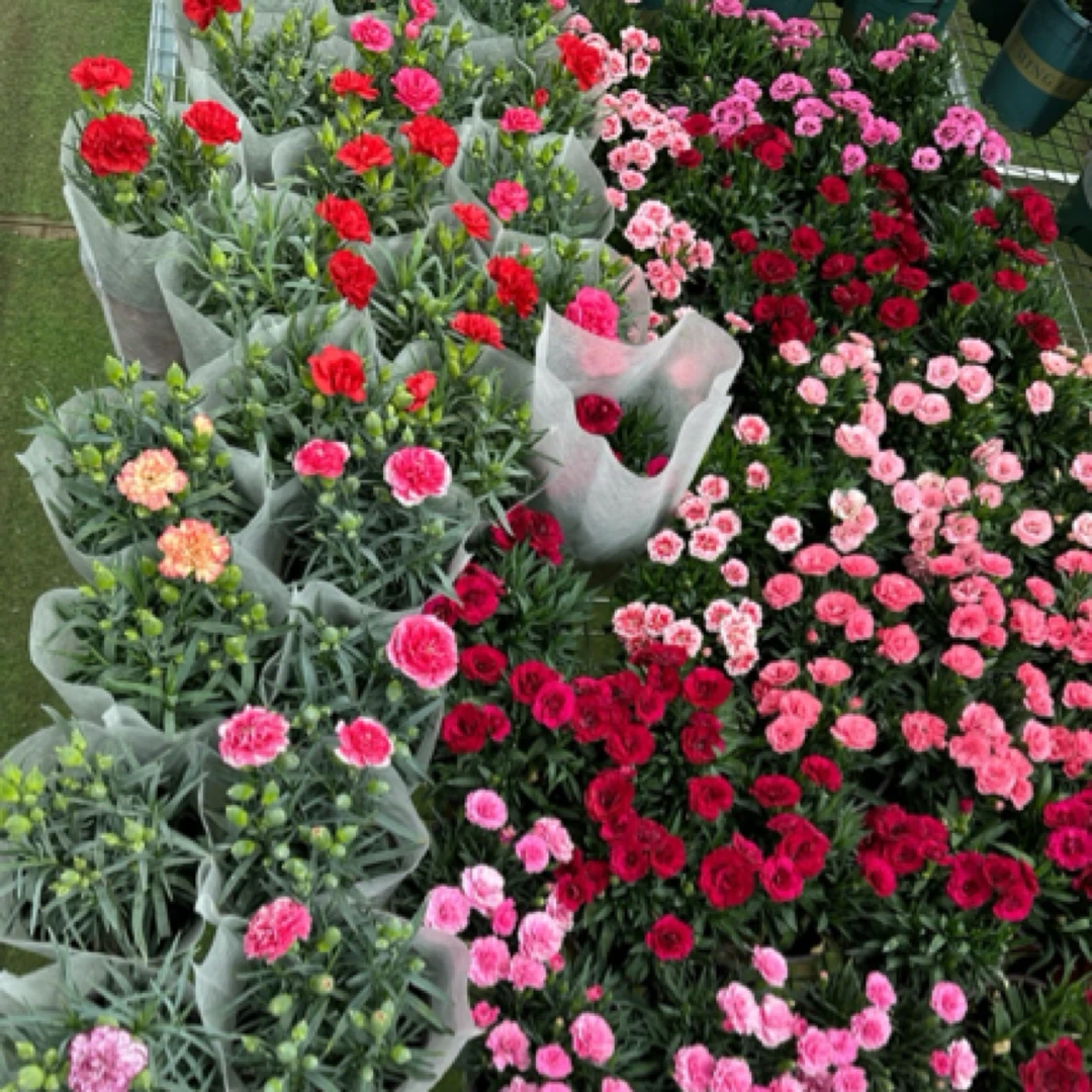 康乃馨盆栽庭院阳台水培耐养型植物花卉绿植盆栽