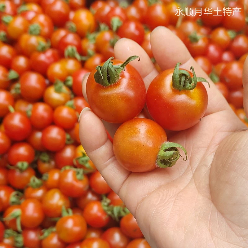新鲜小西红柿酸甜迷你小番茄湘西特产现摘当季水果蔬菜生吃1斤