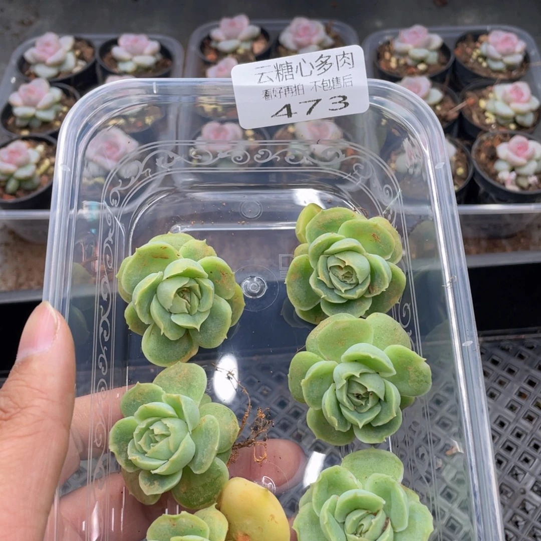 云糖心多肉植物473