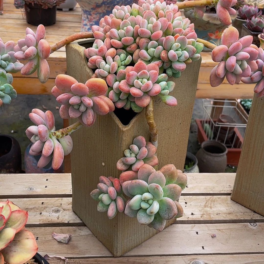 懂***^洛神多肉植物中群