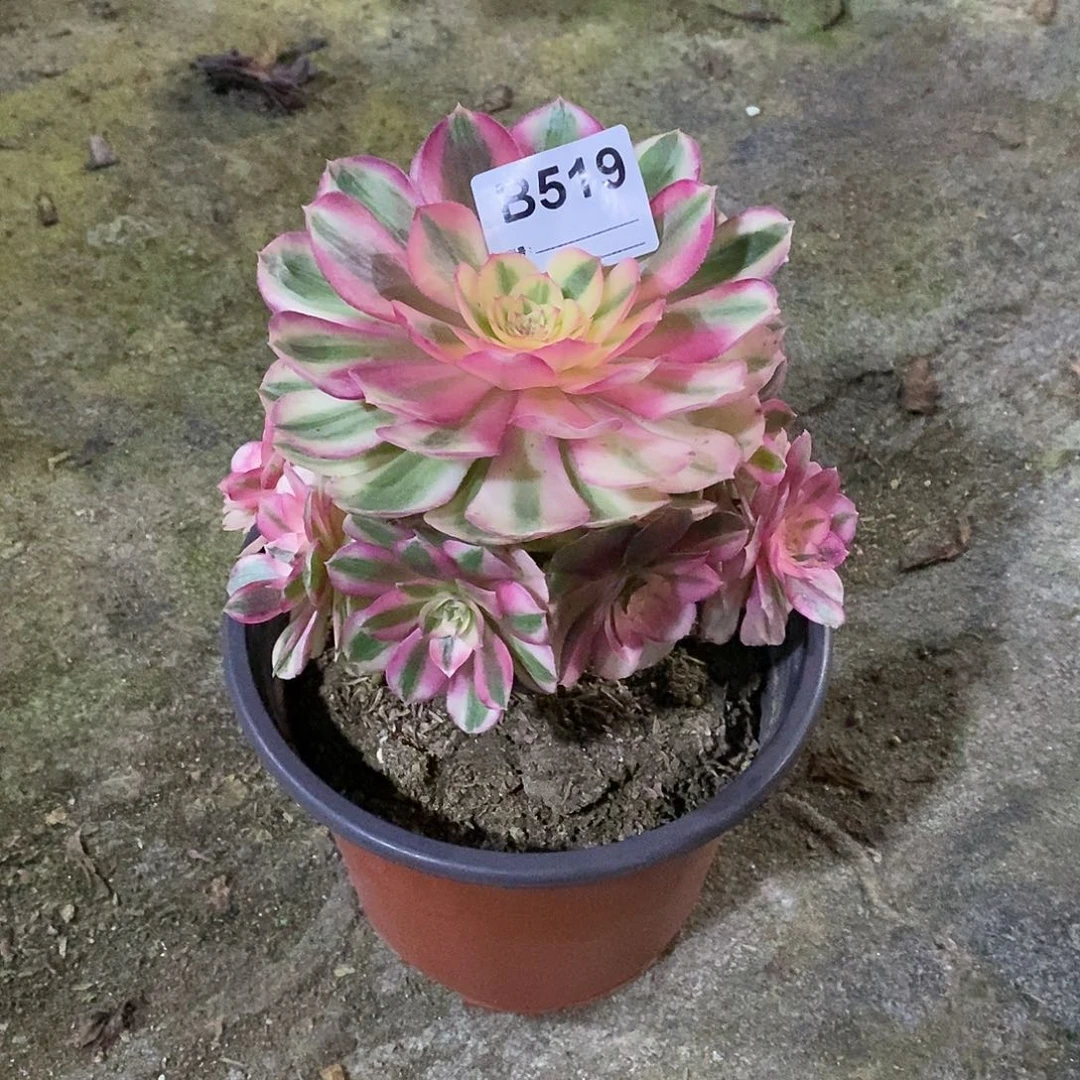 幸****）倾城5190000000000