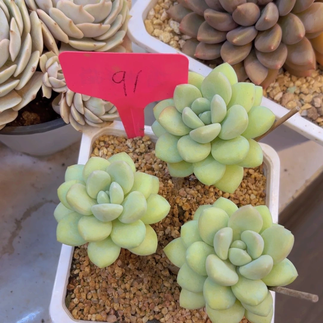 莲*我的小可爱们都好可爱