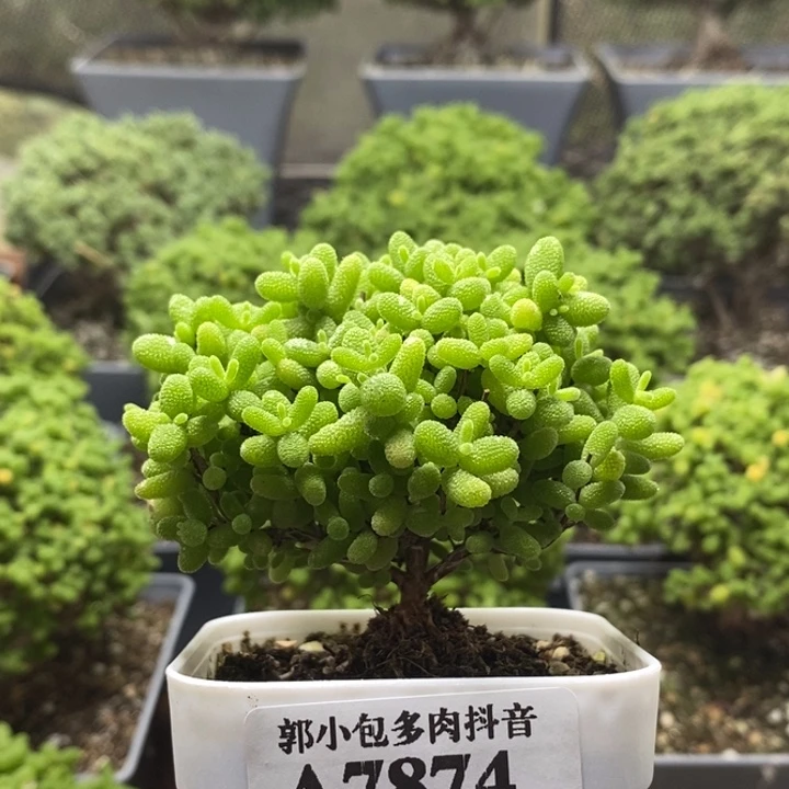 咕***哩蜜橘糖球7874枝干番杏