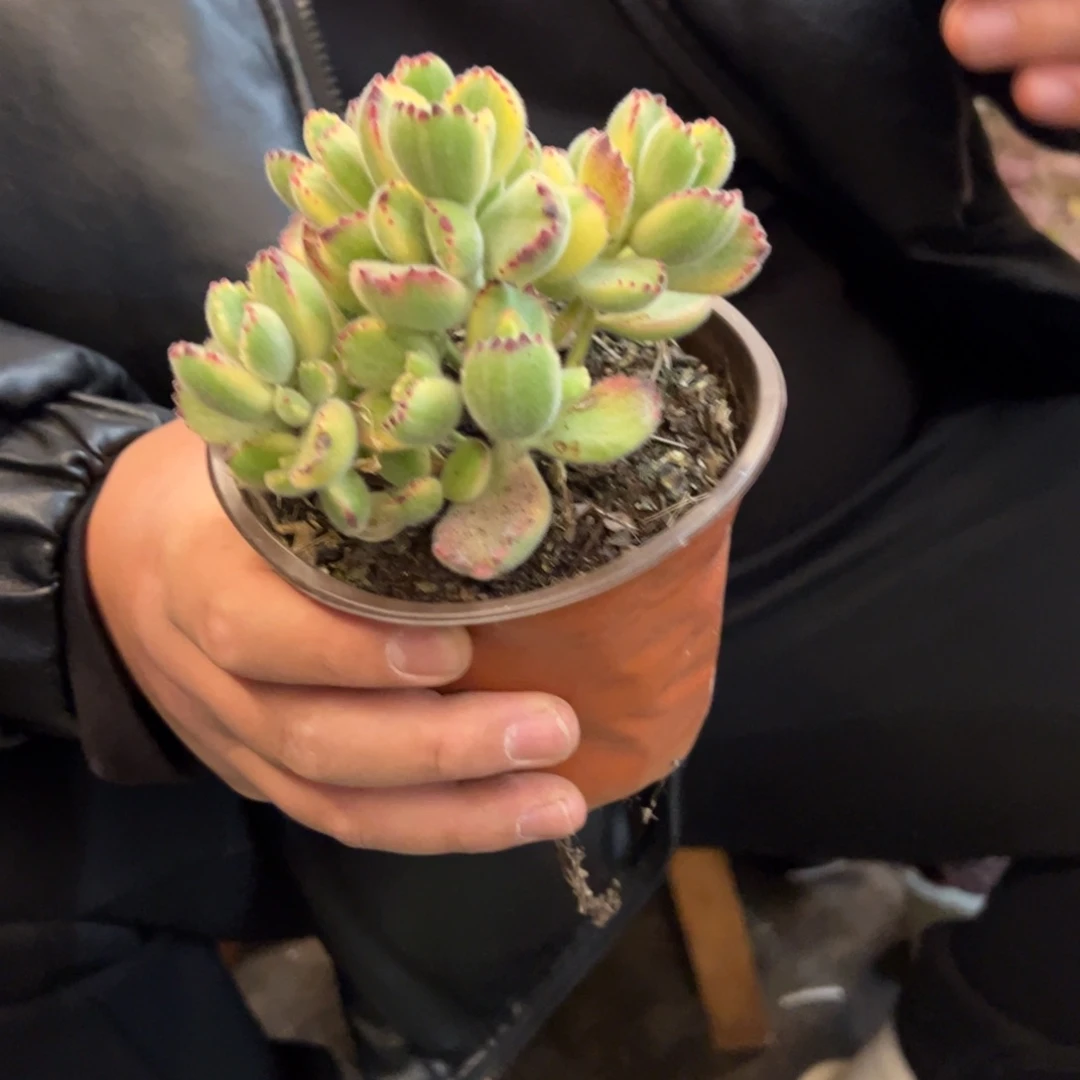 熊童子锦多肉植物