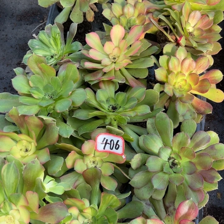多肉植物406不售后