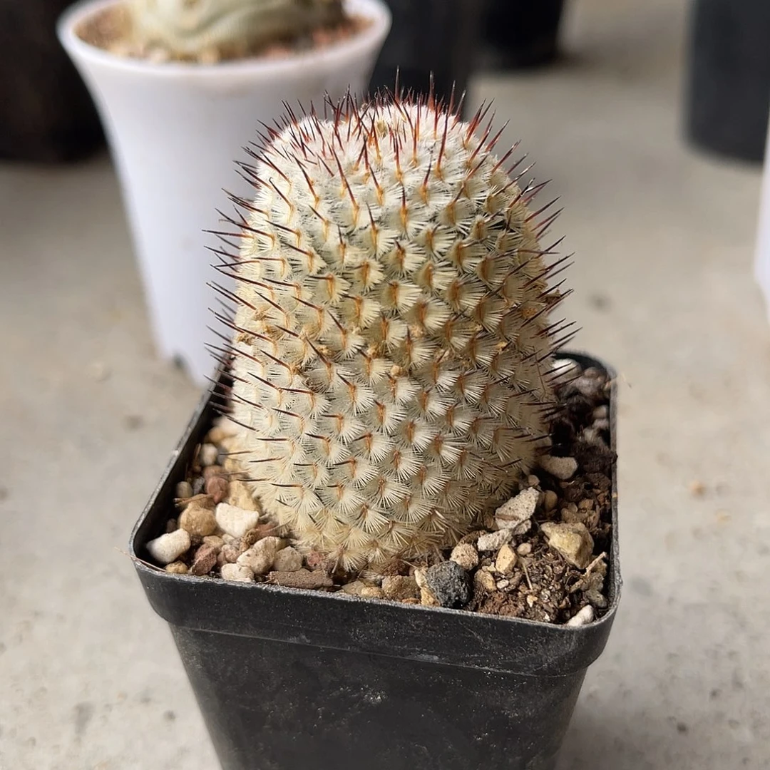 直刺佩雷一物一拍