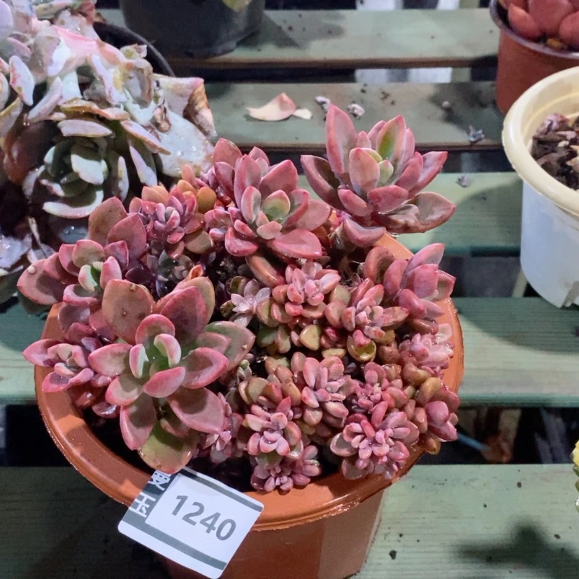 【闪购商品】紫心1240