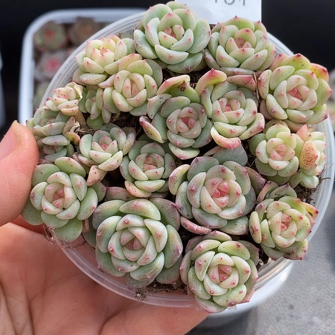 一物一拍一物一拍1024-161