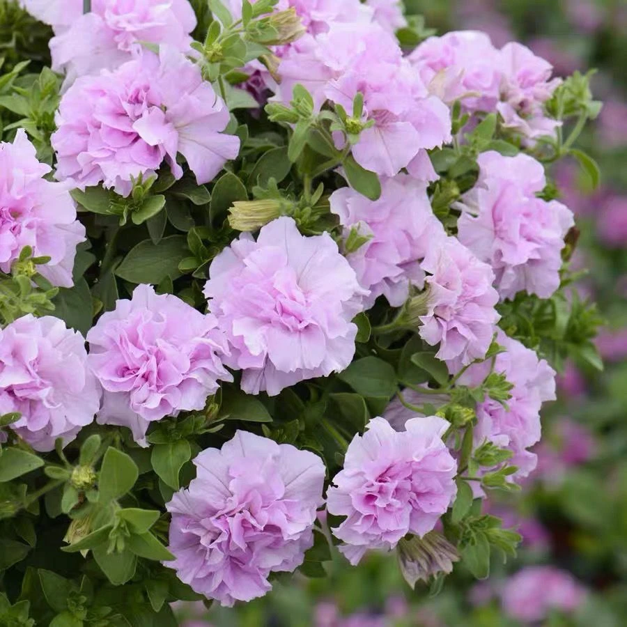 重瓣矮牵牛盆栽花卉苗多年生四季开花适合阳台庭院种植