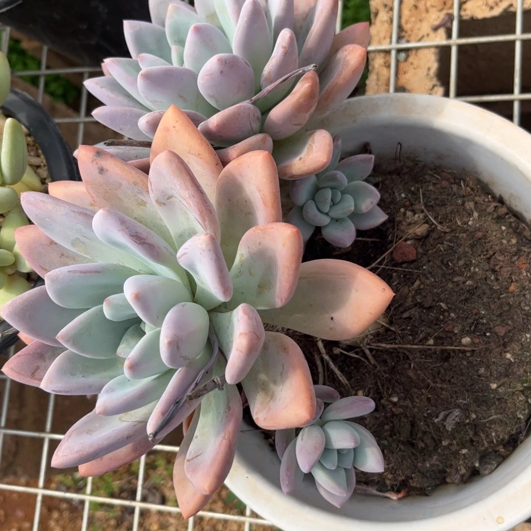 新疆西藏内蒙不包邮，奥普