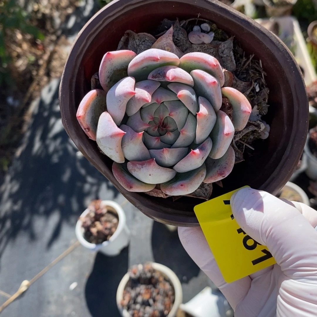 481婚戒单头一物一拍