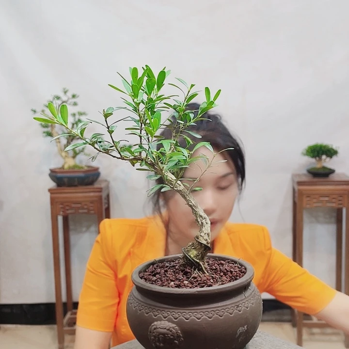 无花朵洁**业皱皮雀舌黄杨盆景